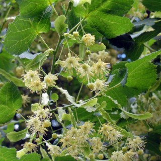 Tilia platyphyllos_05